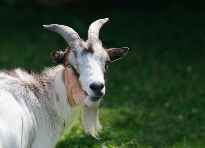 Curious Goat Portrait — 100-piece jigsaw puzzle
