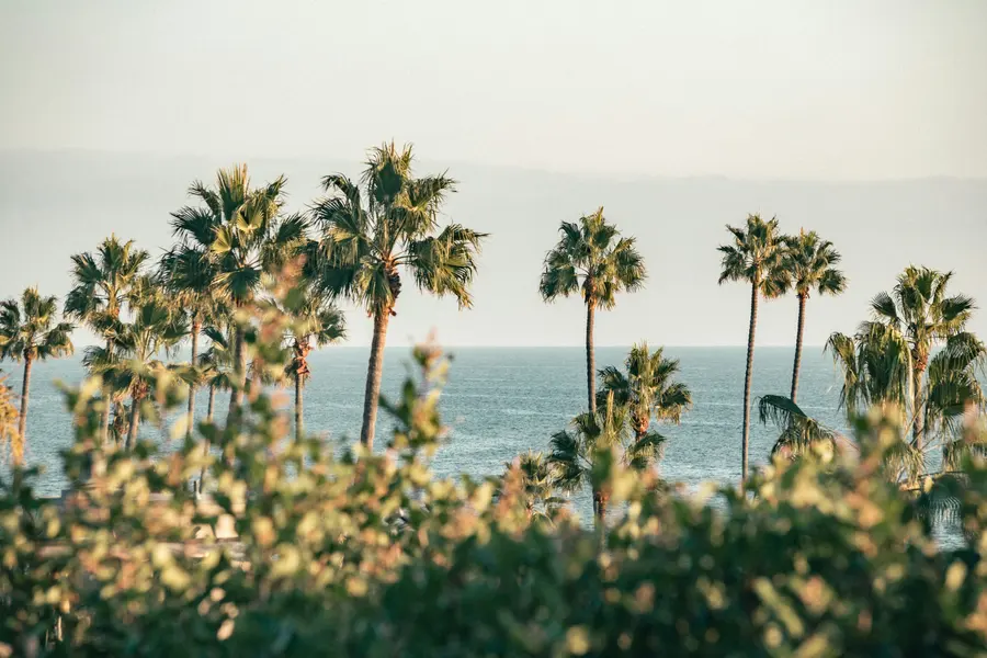 Coastal Palm Serenity — 300-piece jigsaw puzzle