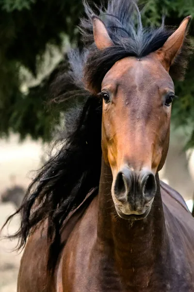 Majestic Horse Portrait — 300-piece jigsaw puzzle