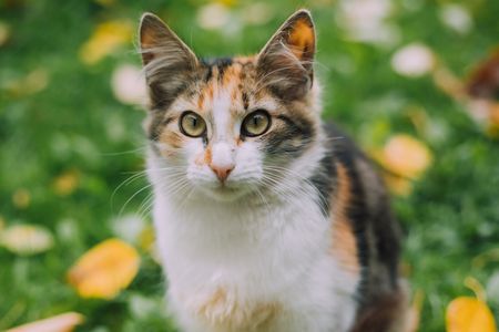 Curious Cat Gaze — 150-piece jigsaw puzzle