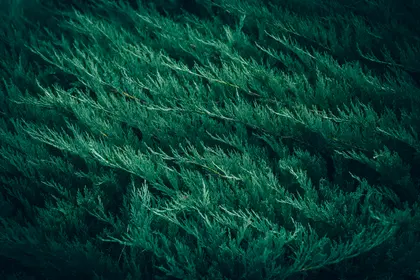 Lush Greenery — 100-piece jigsaw puzzle