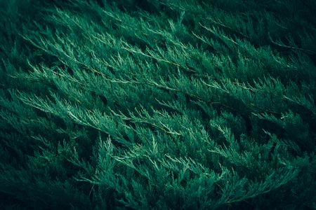 Lush Greenery — 100-piece jigsaw puzzle