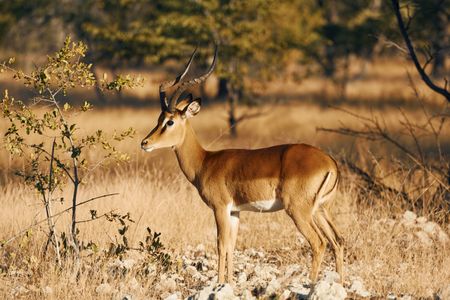 Graceful Antelope Stance — 300-piece jigsaw puzzle