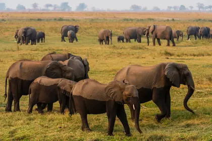 Elephants on Savannah — 400-piece jigsaw puzzle