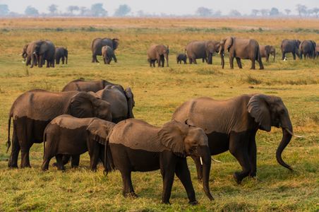 Elephants on Savannah — 400-piece jigsaw puzzle