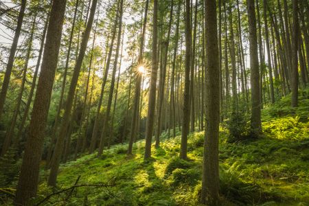 Sunlit Forest Serenity — 300-piece jigsaw puzzle