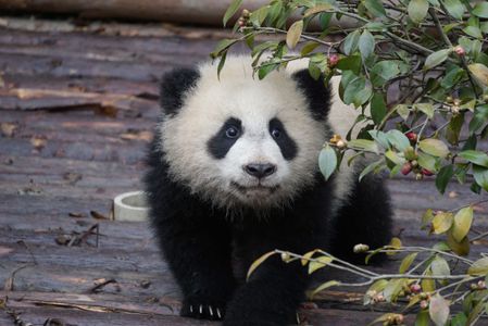 Panda Cub Peek — 150-piece jigsaw puzzle