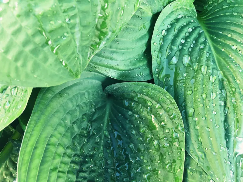 Dewy Green Leaves — 200-piece jigsaw puzzle