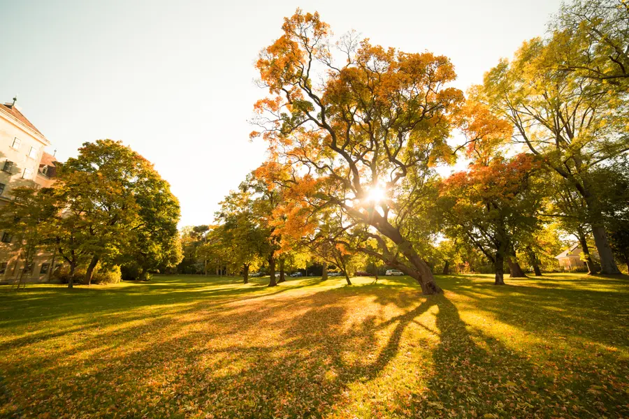 Autumn Sunlit Park — 300-piece jigsaw puzzle
