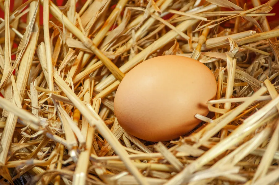 Egg Amongst Straw — 300-piece jigsaw puzzle