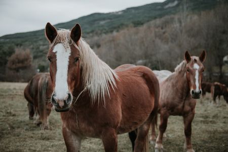 Pastoral Horses — 150-piece jigsaw puzzle