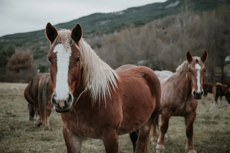 Pastoral Horses — 150-piece jigsaw puzzle