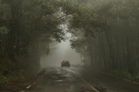 Misty Forest Drive — 200-piece jigsaw puzzle
