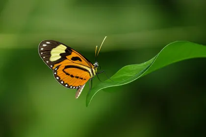 Butterfly on Leaf — 150-piece jigsaw puzzle