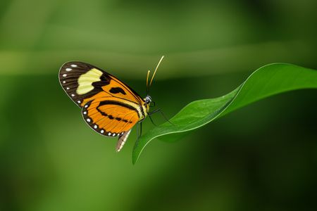 Butterfly on Leaf — 150-piece jigsaw puzzle
