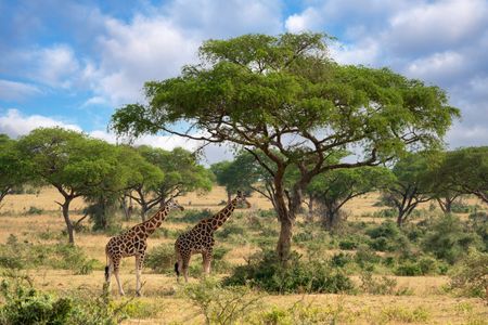 Giraffes in Savannah — 200-piece jigsaw puzzle
