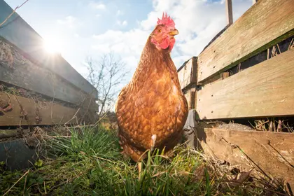 Sunlit Hen Stroll — 300-piece jigsaw puzzle
