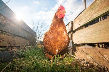 Sunlit Hen Stroll — 300-piece jigsaw puzzle