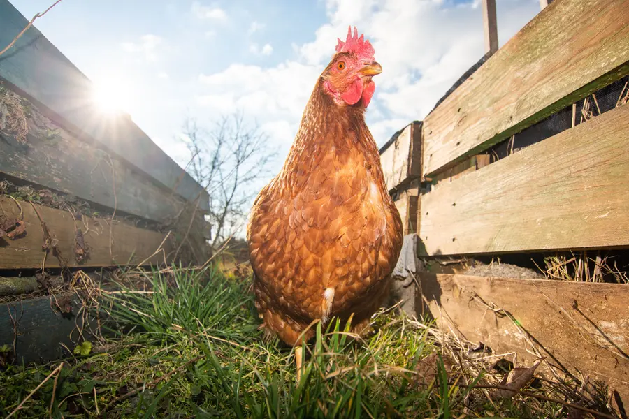 Sunlit Hen Stroll — 300-piece jigsaw puzzle