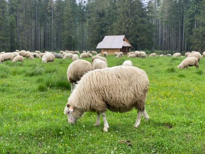Sheep in Green Pasture — 64-piece jigsaw puzzle