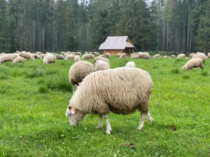 Sheep in Green Pasture — 64-piece jigsaw puzzle