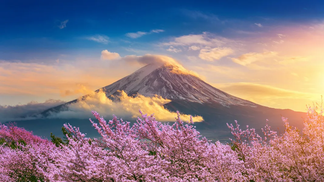 Cherry Blossoms at Sunrise — 150-piece jigsaw puzzle