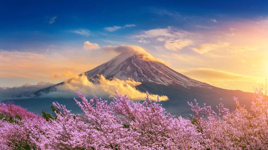 Cherry Blossoms at Sunrise — 150-piece jigsaw puzzle