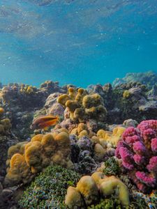 Coral Reef Wonders — 100-piece jigsaw puzzle