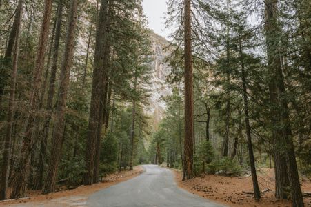 Forest Pathway Serenity — 100-piece jigsaw puzzle