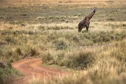 Giraffe on Safari — 300-piece jigsaw puzzle