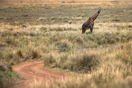 Giraffe on Safari — 300-piece jigsaw puzzle