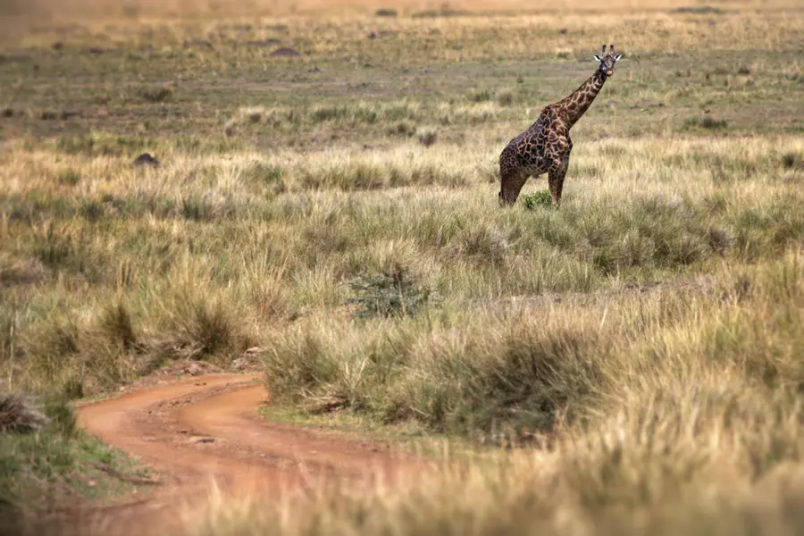 Giraffe on Safari — 300-piece jigsaw puzzle