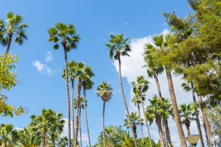 Tropical Palm Skies — 150-piece jigsaw puzzle