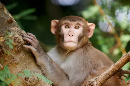 Macaque Clinging To Forest Tree — 149-piece jigsaw puzzle