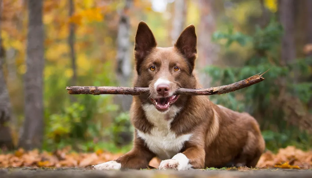 Playful Dog Adventure — 300-piece jigsaw puzzle