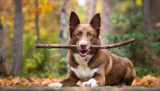 Playful Dog Adventure — 300-piece jigsaw puzzle