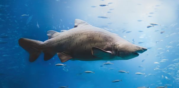 Majestic Ocean Predator — 150-piece jigsaw puzzle