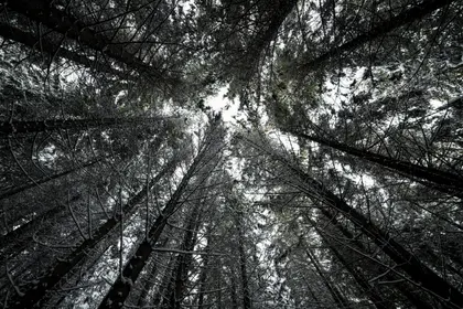 Winter Forest Canopy — 300-piece jigsaw puzzle