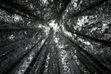 Winter Forest Canopy — 300-piece jigsaw puzzle