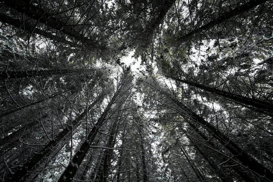 Winter Forest Canopy — 300-piece jigsaw puzzle