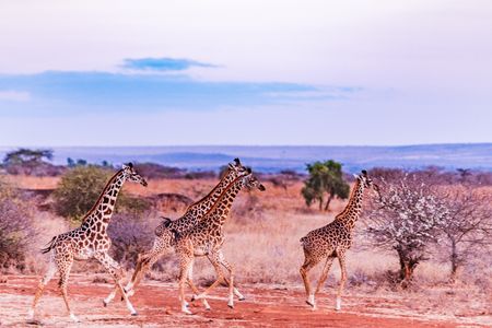 Giraffes on the Run — 64-piece jigsaw puzzle