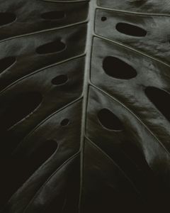 Monstera Leaf Texture — 200-piece jigsaw puzzle