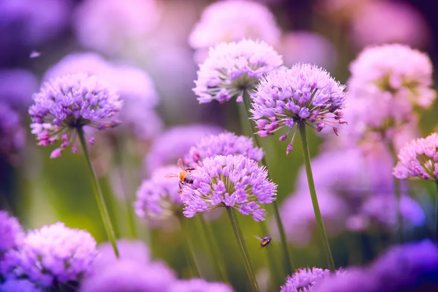 Lavender Dance — 100-piece jigsaw puzzle