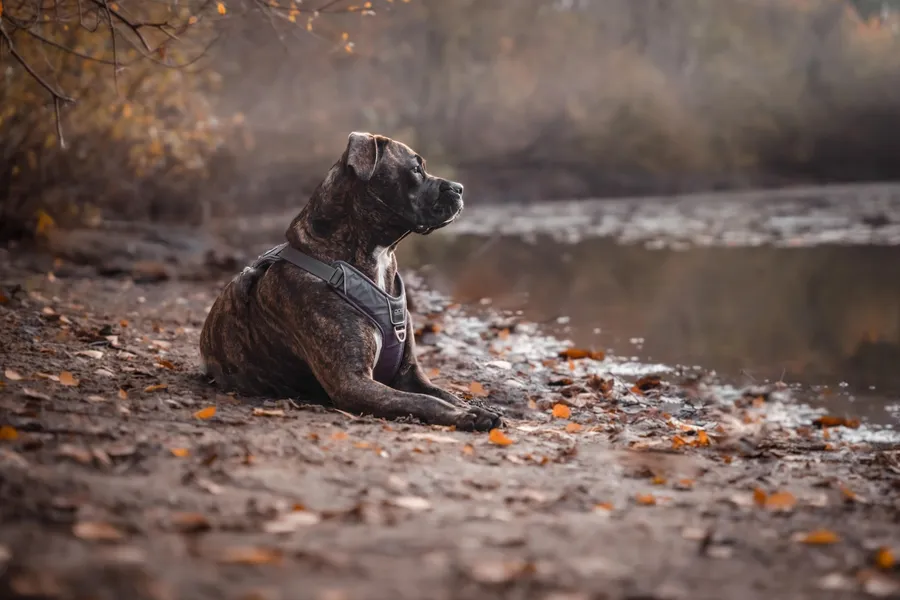 Pensive Dog by Lake — 200-piece jigsaw puzzle