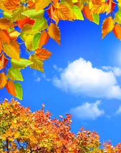 Vibrant Autumn Canopy — 150-piece jigsaw puzzle