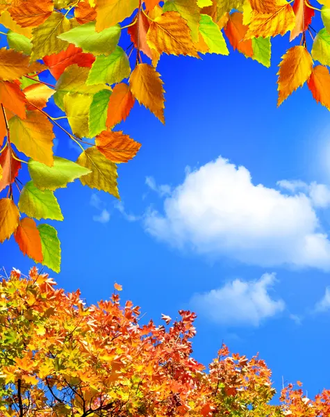 Vibrant Autumn Canopy — 150-piece jigsaw puzzle