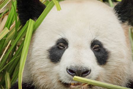 Panda Eating Bamboo — 200-piece jigsaw puzzle