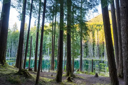 Serene Forest Reflection — 500-piece jigsaw puzzle