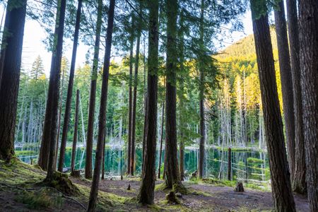Serene Forest Reflection — 500-piece jigsaw puzzle