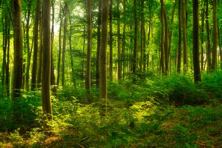 Sunlit Forest Serenity — 500-piece jigsaw puzzle